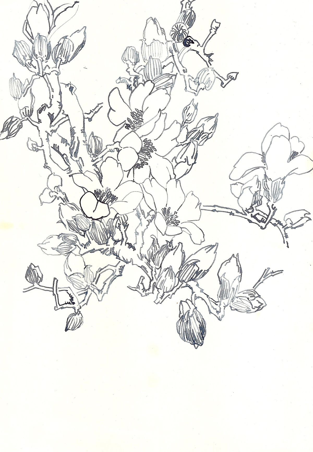 花卉手绘小稿