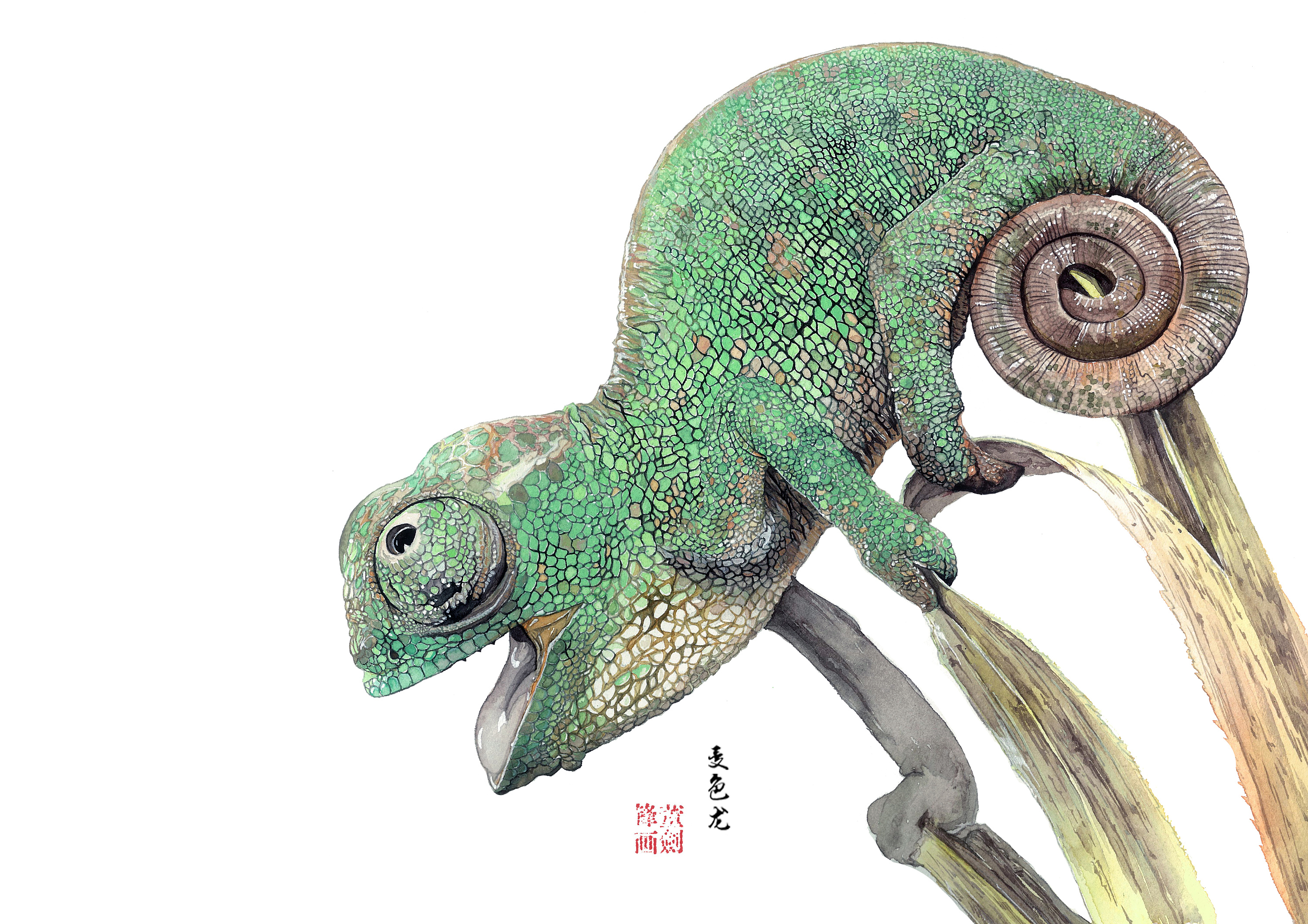 毕业设计-《动植物插画设计》#青春答卷2017