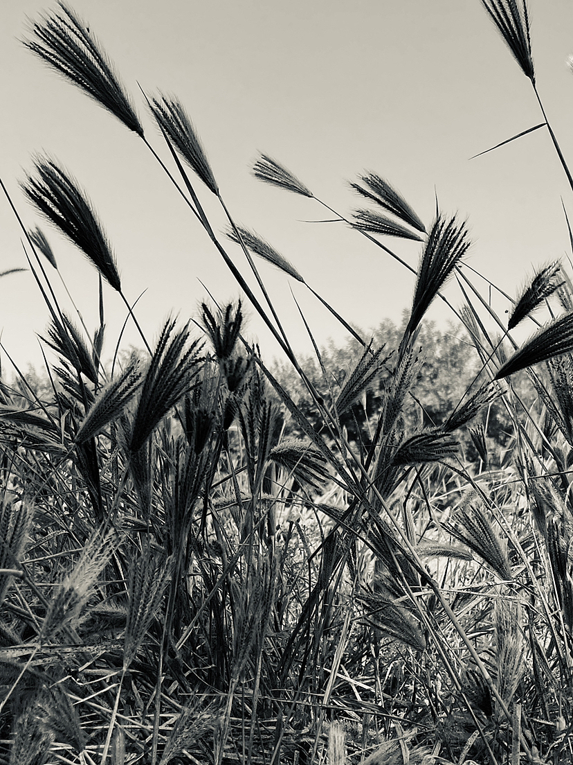 刘勇良黑白摄影:生命