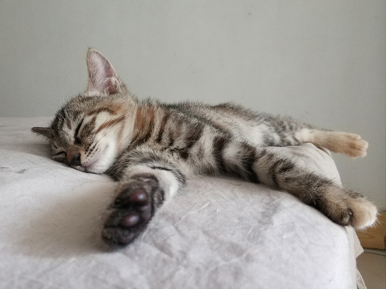 我今天想晒猫了（图ZMTU1NDM3Mzk2） - 宠物摄影 - 站酷设计师大何呵呵原创素材 - 站酷ZCOOL