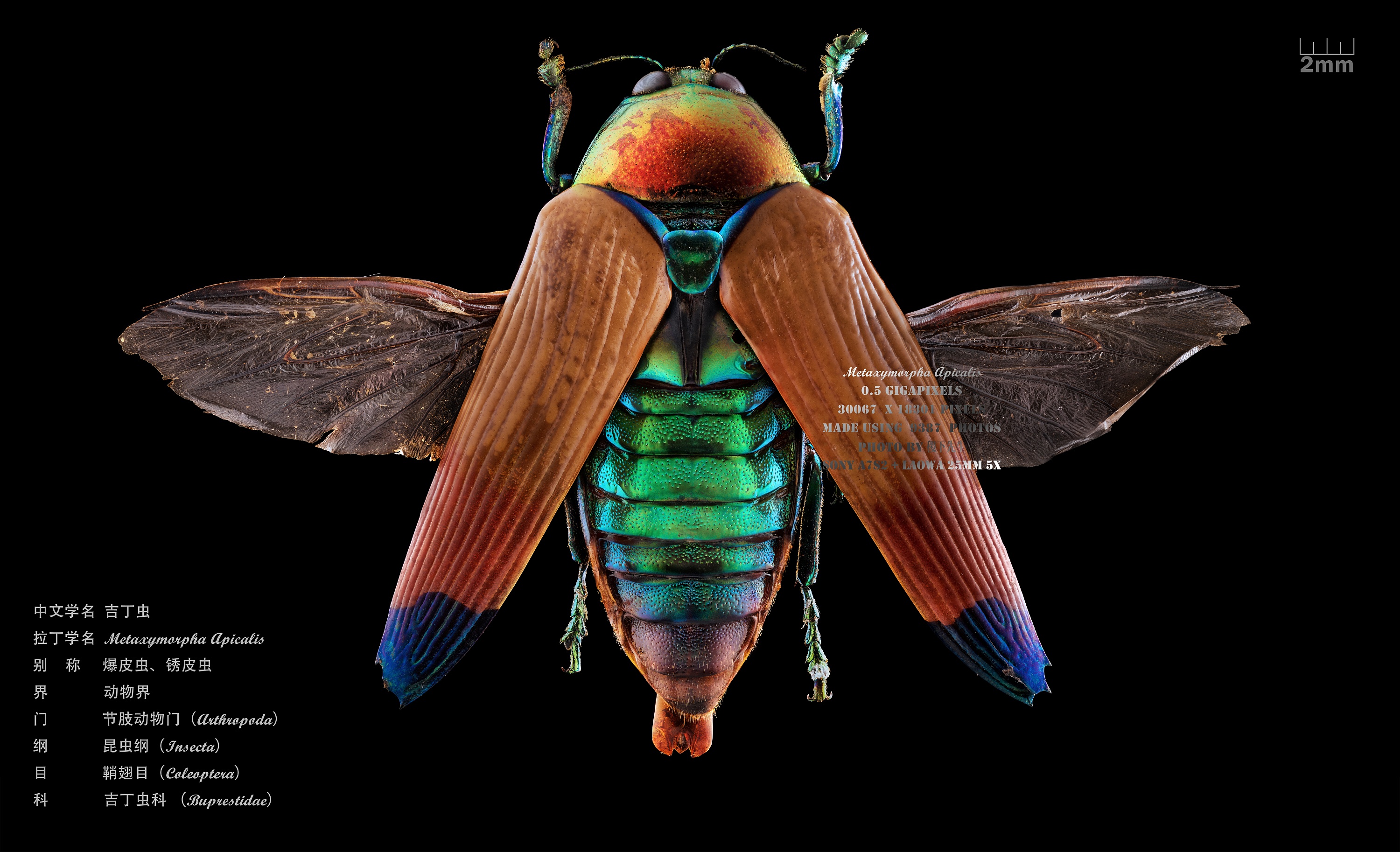 5倍镜头下的印尼吉丁虫|摄影|风光摄影|z69947717