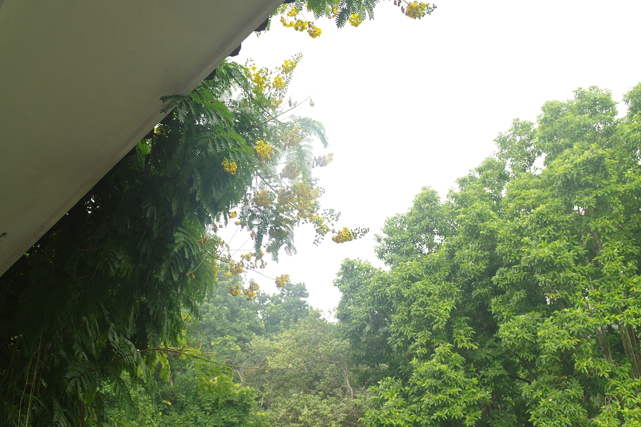 户外摄影--厦门摄影（鼓浪屿、植物园）（图ZNTc4Mzc2NDg=） - 环境/建筑摄影 - 站酷设计师今天能喝咖啡了吗原创素材 - 站酷ZCOOL
