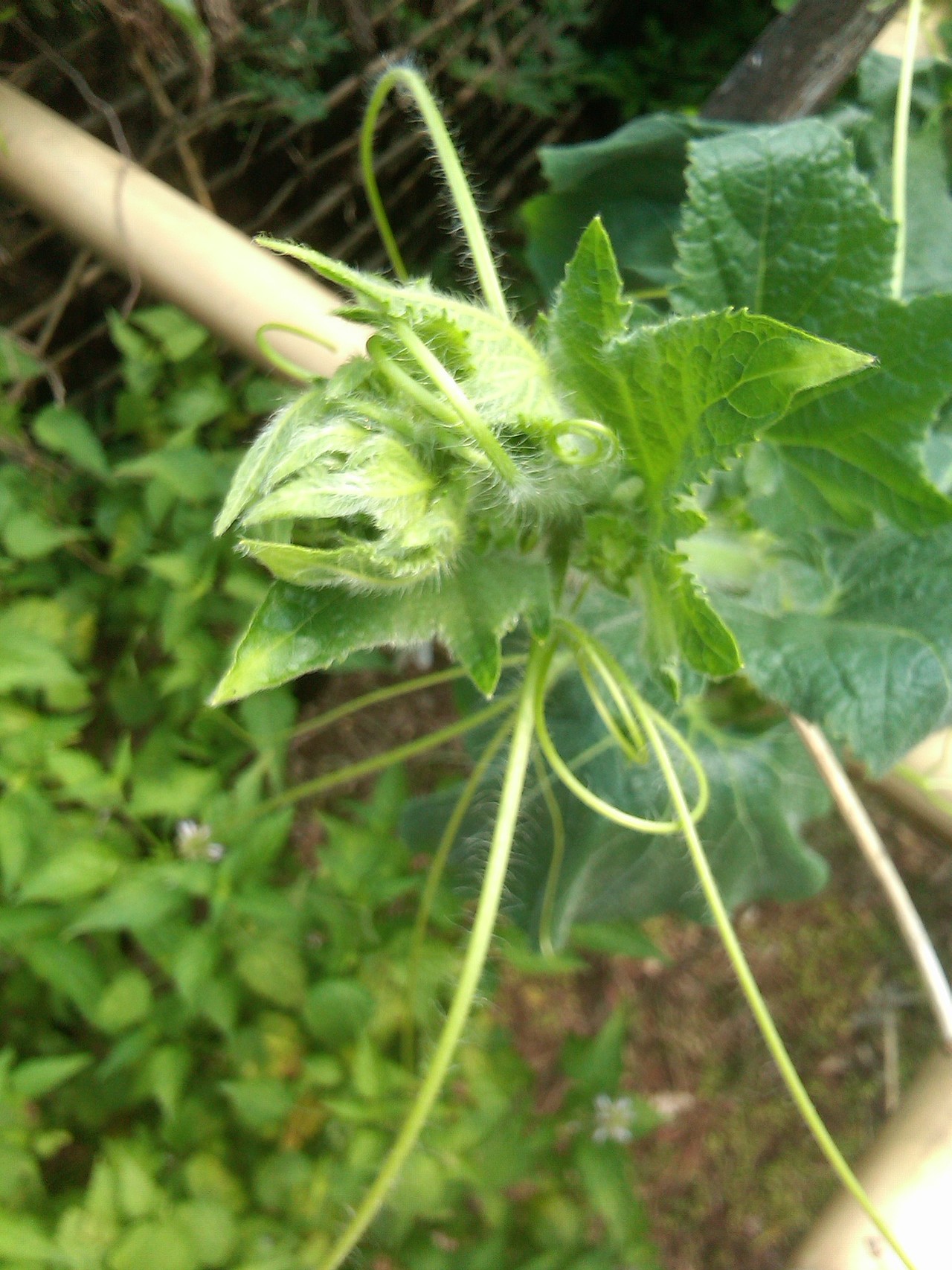 不记得是冬瓜还是南瓜了!!