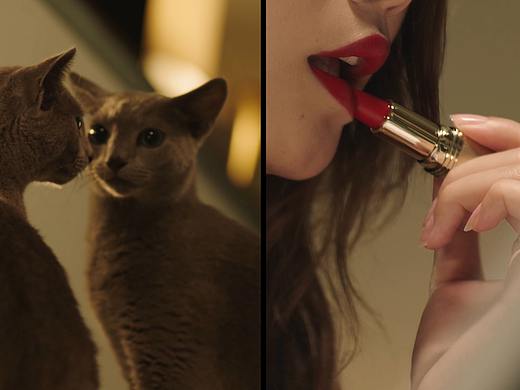 Sheba希宝主食罐TVC