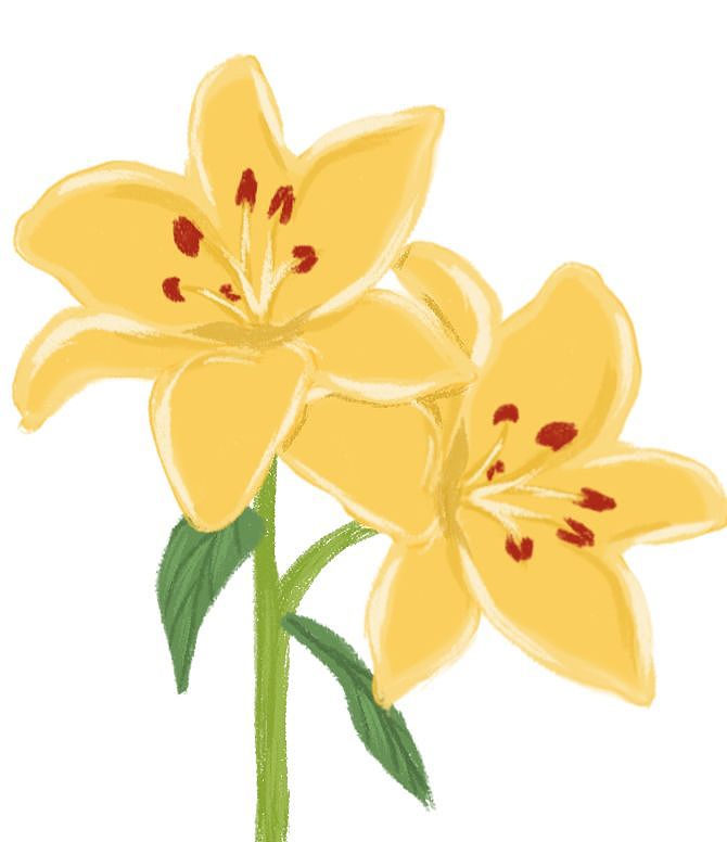 黃色的百合花（圖ZMzI2MDAwMTA4） - 商業(yè)插畫 - 站酷設計師Kiki的松果原創(chuàng)素材 - 站酷ZCOOL