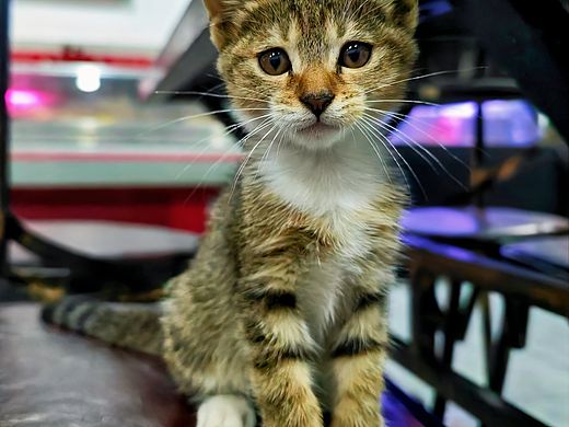 狸花猫（个人主页-ZNzA4MzIxOTY=） - 宠物摄影 - 站酷设计师楼上看景人原创素材 - 站酷ZCOOL