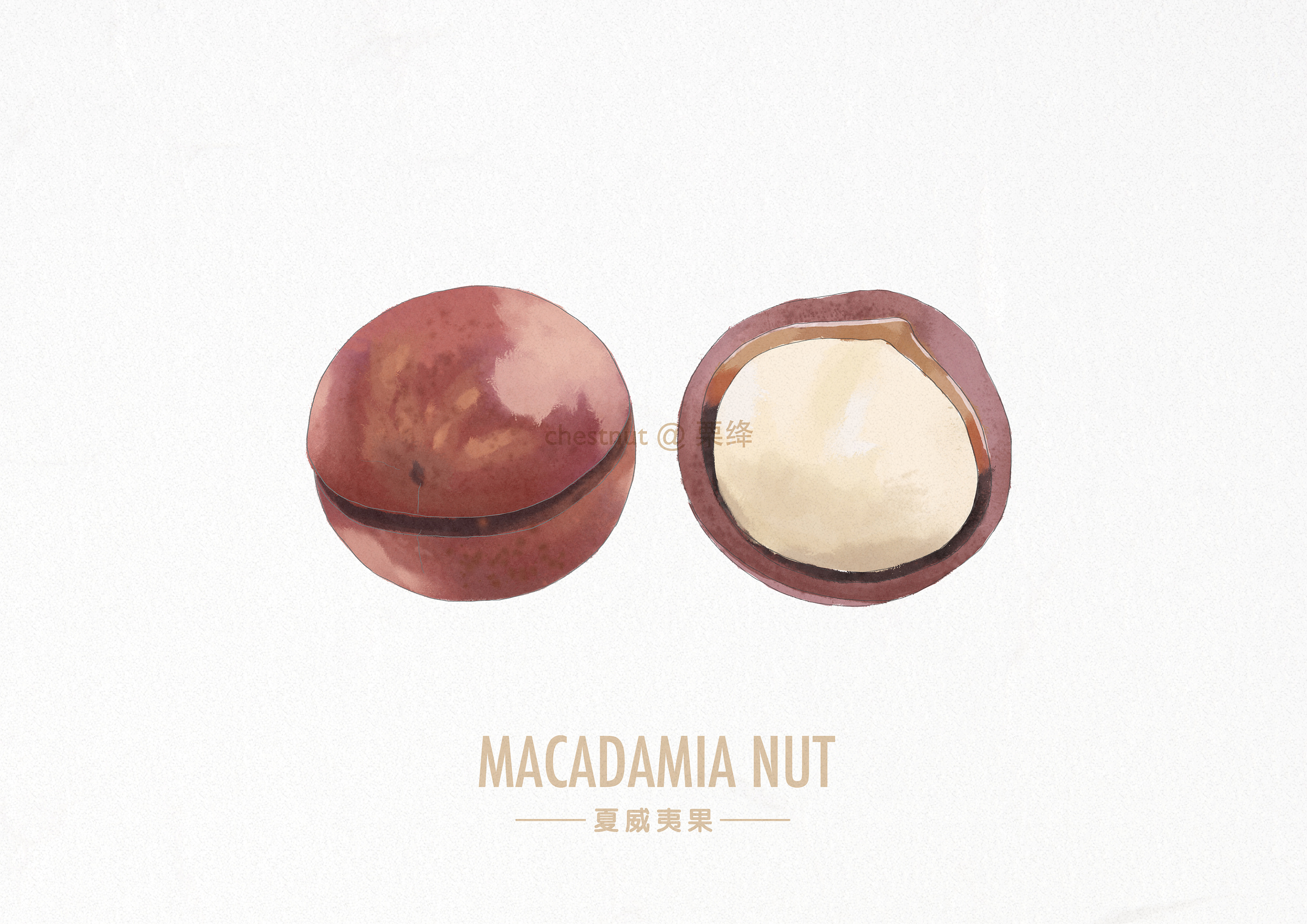 手绘水彩风格坚果一组