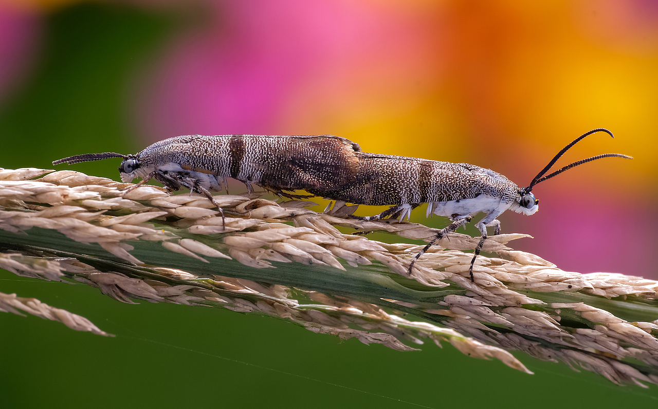 一些附近的生态微距小品（图ZMTc4MzYyNTEy） - 风光摄影 - 站酷设计师瓜哥微距摄影原创素材 - 站酷ZCOOL