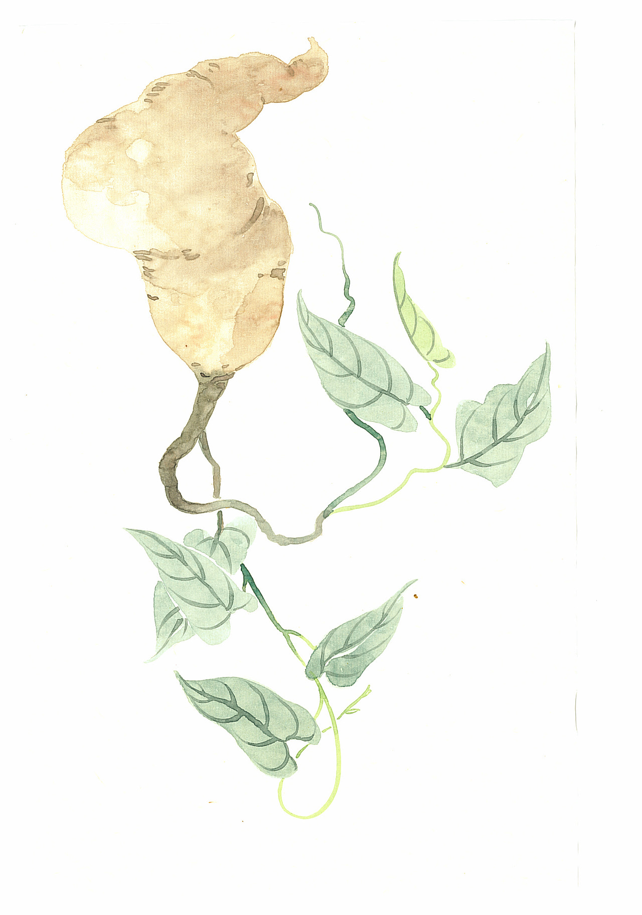 中草药工笔手绘一套（图ZMjUyMDQwNzc2） - 绘画 - 站酷设计师曾令晗晗晗晗晗原创素材 - 站酷ZCOOL