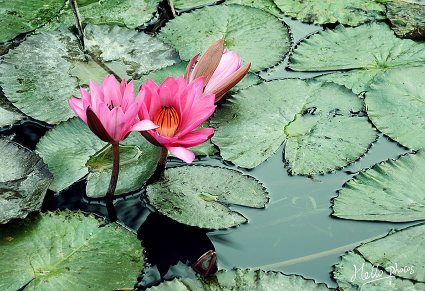 2014岁末--华南植物园（图ZMjM0Njg1ODA=） - 风光摄影 - 站酷设计师LEESONCHEN原创素材 - 站酷ZCOOL