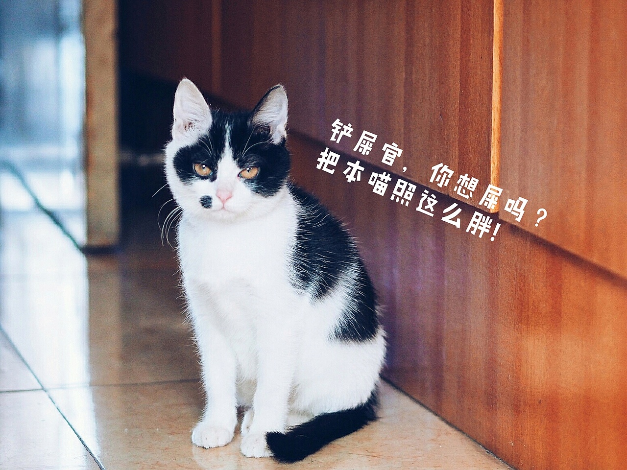 喵大人与铲屎官