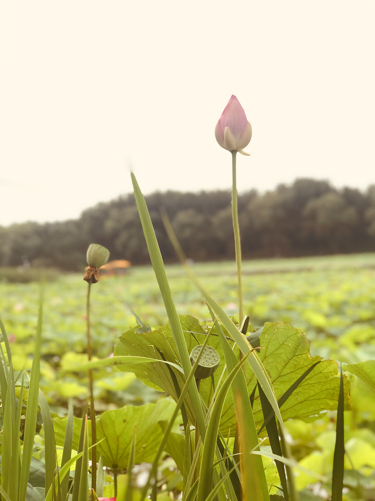 随手拍 圆明园遗址公园 西洋楼遗址 荷花 黑天鹅