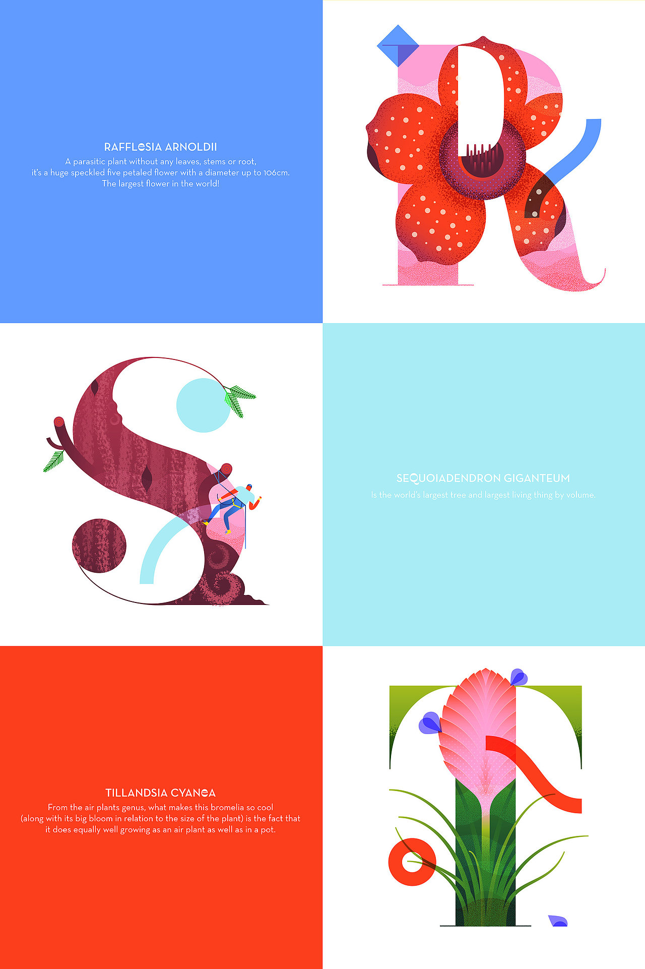 Lorena以首字母从A-Z的植物为题材,设计的视觉海报。