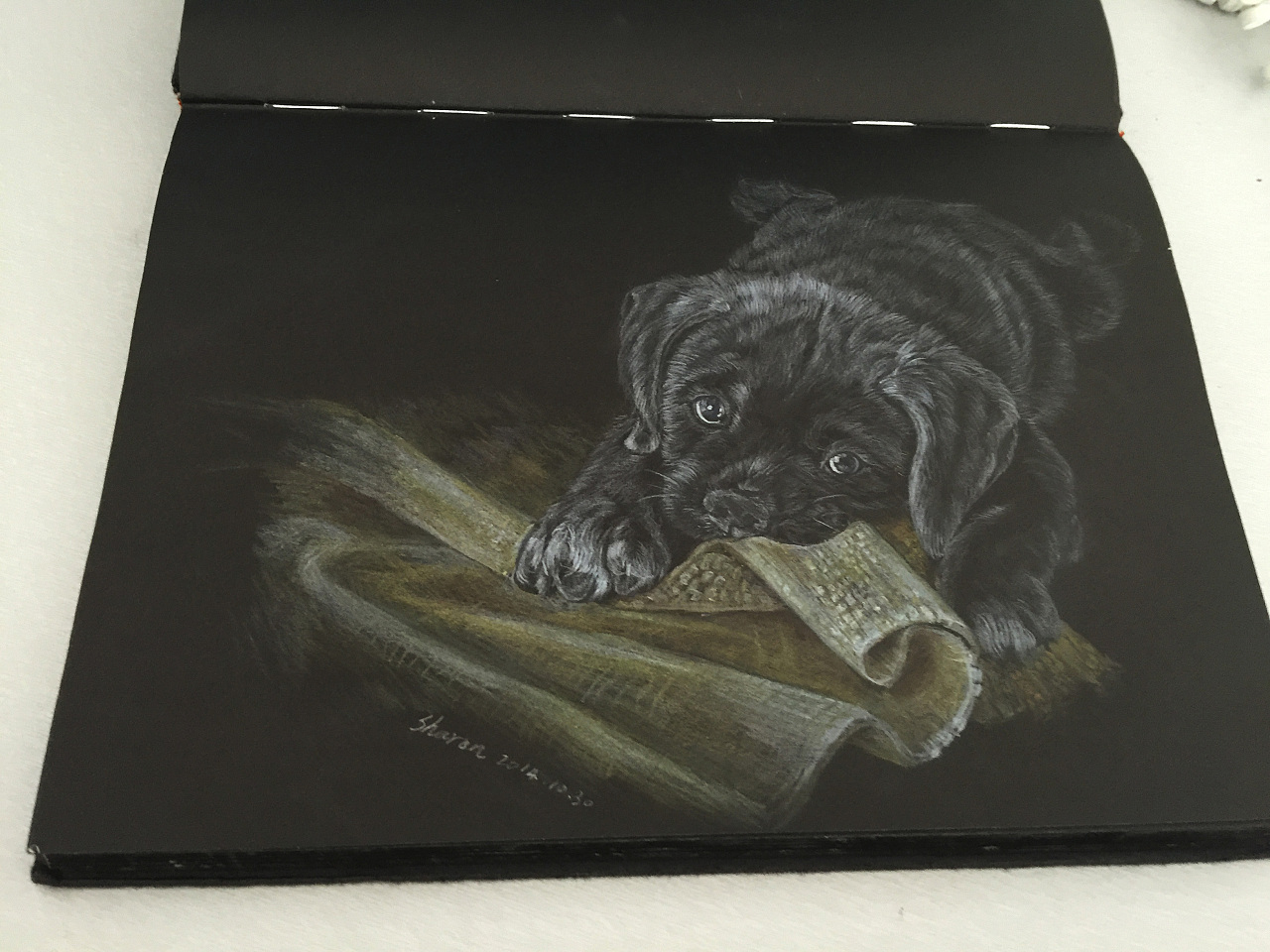 黑卡彩铅笔动物画|插画|创作习作|sharonxiao - 原创作品 - 站酷