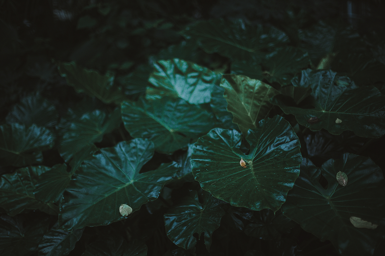 雨幽清话，院静销夏（图ZMTIzMjI3NTYw） - 人文/纪实摄影 - 站酷设计师摄影师班班原创素材 - 站酷ZCOOL