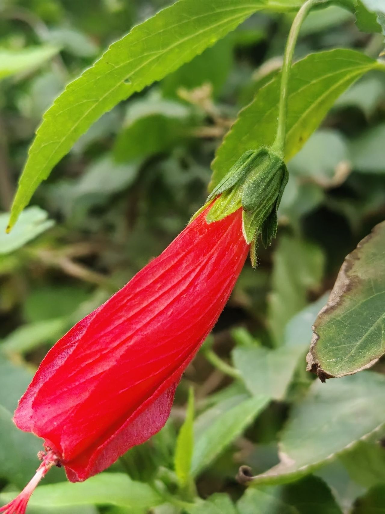 草丛中一点红（图ZMzY0OTcyNDc2） - 人像摄影 - 站酷设计师浓浓蜜蜂原创素材 - 站酷ZCOOL