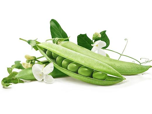 手绘练习-豆角（个人主页-ZMjYyMzM4ODg=） - 创作习作 - 站酷设计师浅行的小鱼原创素材 - 站酷ZCOOL