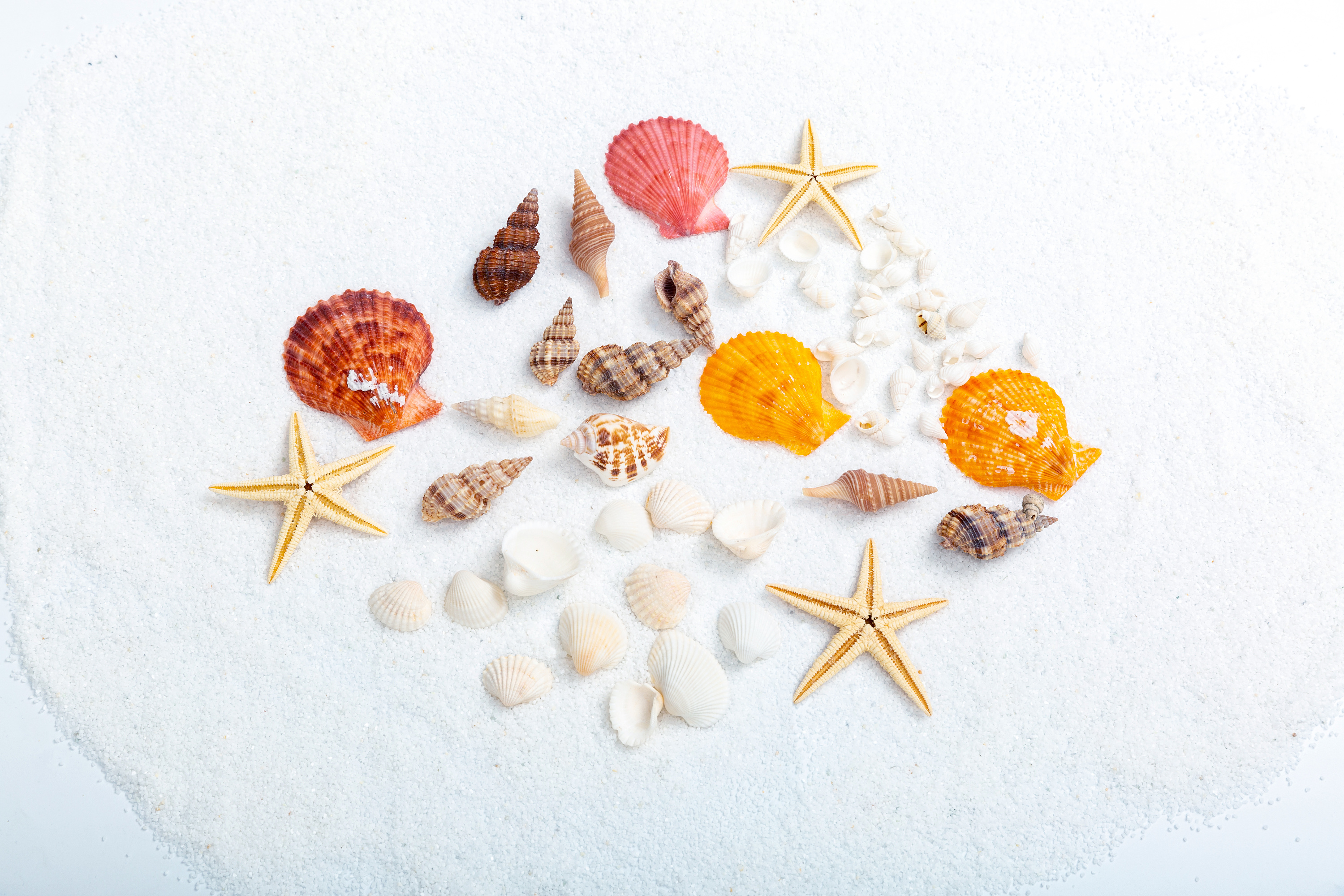 ins风拍照道具 美甲饰品拍照贝壳海星 海洋摄影小道具