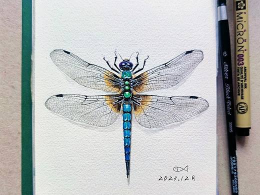 水彩小蜻蜓|附过程图