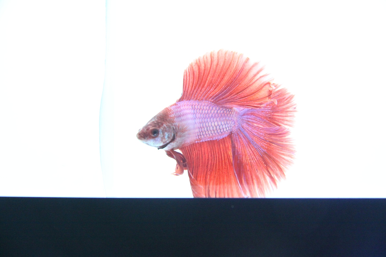 世界斗鱼观赏比赛 补充汇报