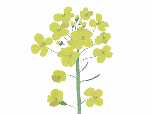 春天里的油菜花