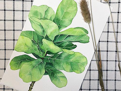 水彩绿植-琴叶榕