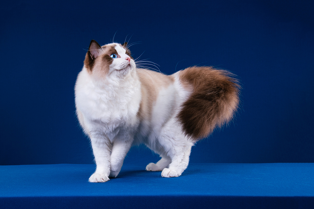 Farewell 2018【克查原创作品30】（图ZMTQwMTY0OTA0） - 宠物摄影 - 站酷设计师克查原创素材 - 站酷ZCOOL