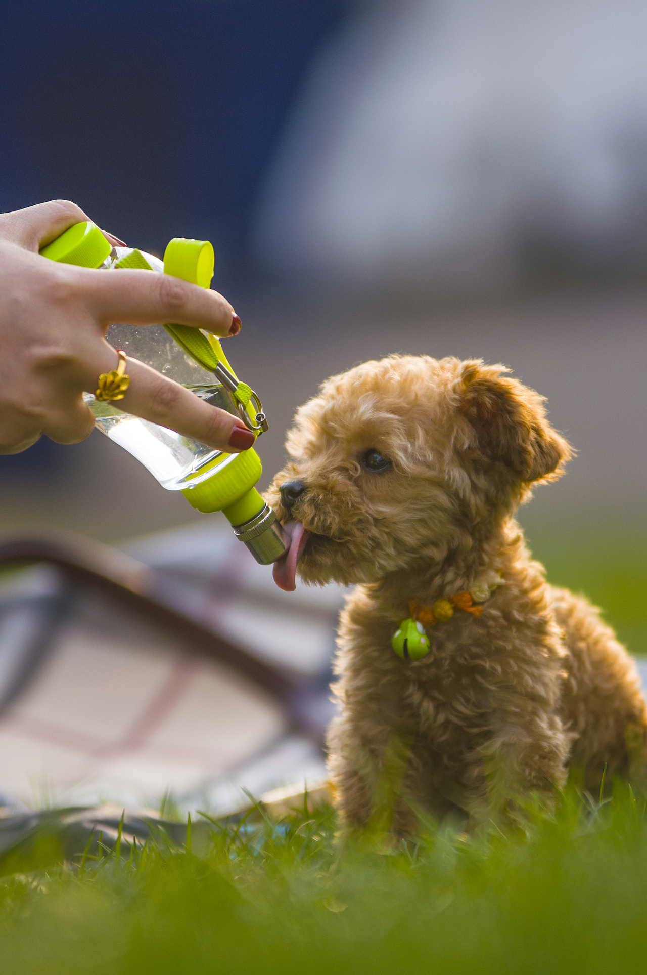 设计师的宠物摄影（图ZODA4NjA5NDQ=） - 宠物摄影 - 站酷设计师徐志友原创素材 - 站酷ZCOOL