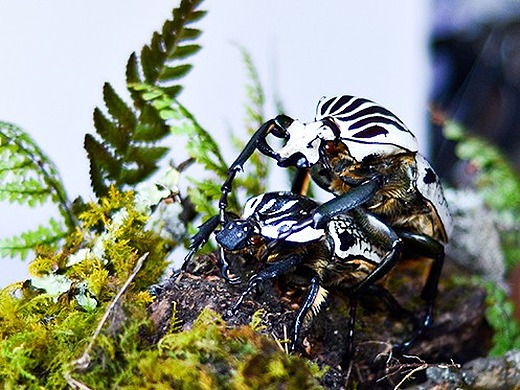 白纹大角花金龟生态科普标本