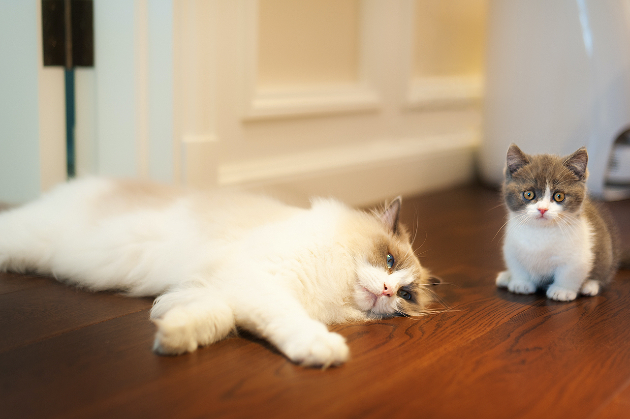 猫咪的家庭生活【均木纪实宠物摄影】