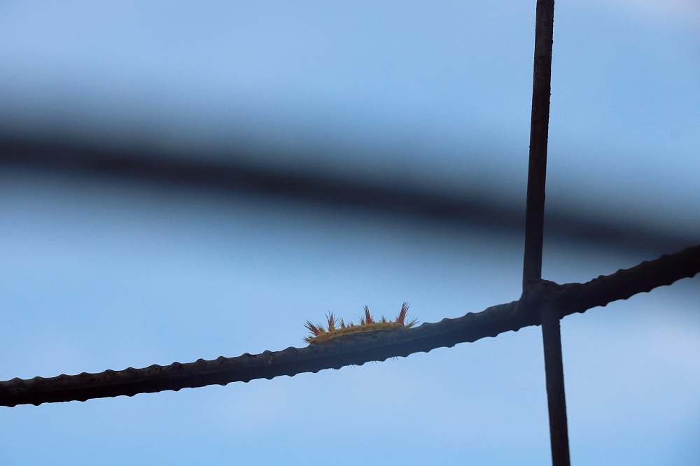 荷（图ZMTIwODg5NDIw） - 风光摄影 - 站酷设计师CNLILY原创素材 - 站酷ZCOOL