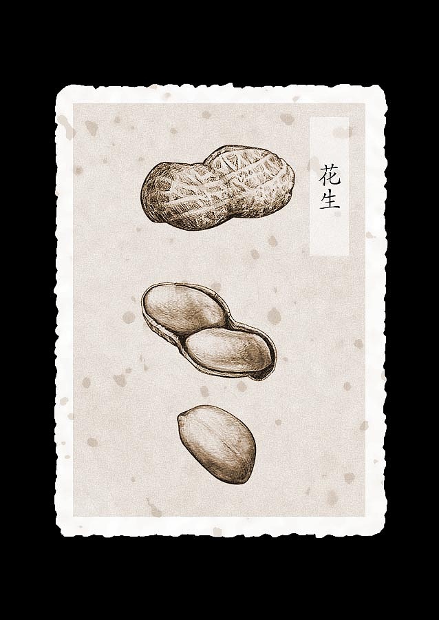 素描坚果（图ZOTE1MjUzMzY=） - 商业插画 - 站酷设计师quaint离奇原创素材 - 站酷ZCOOL