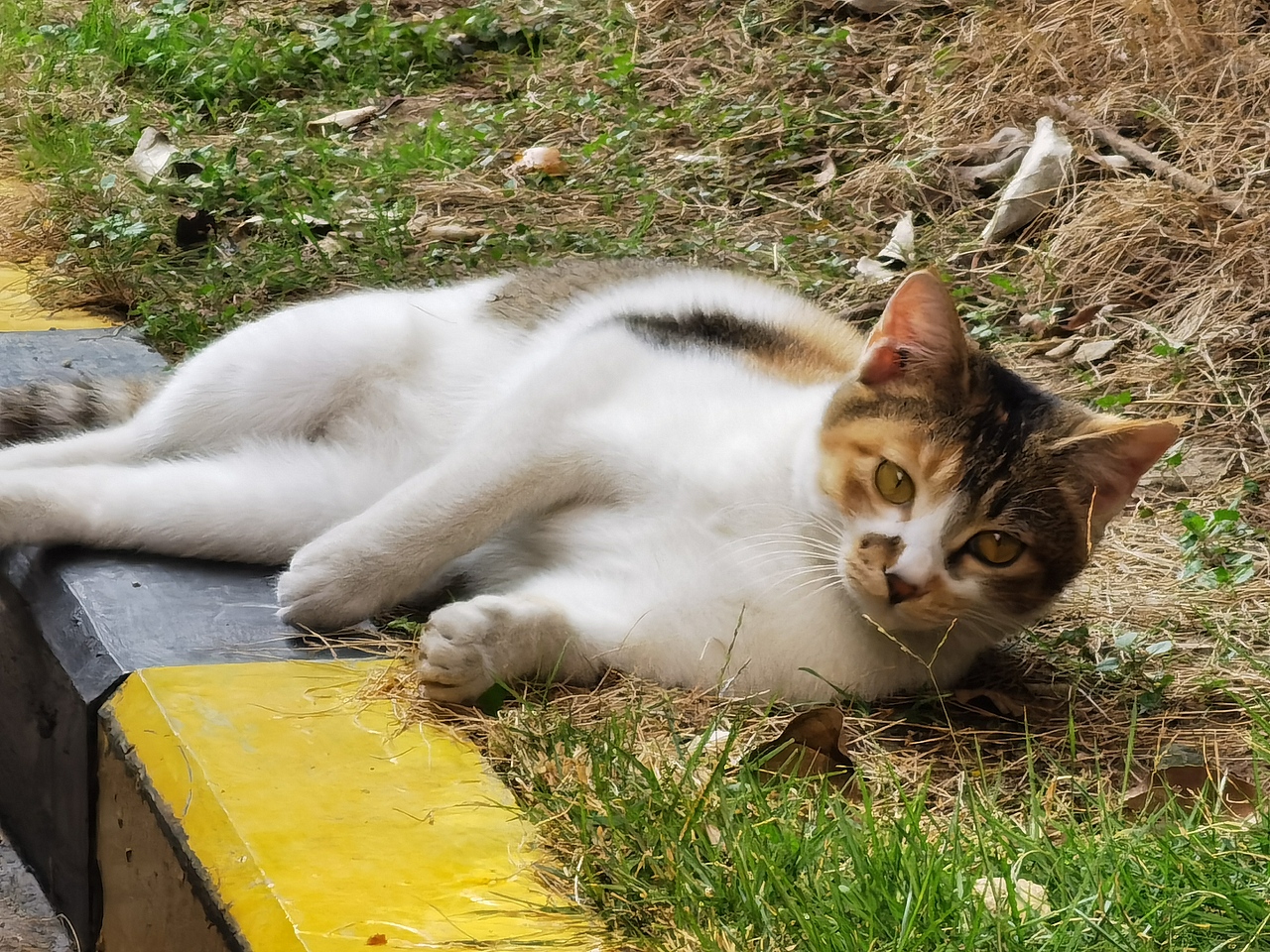 园区的猫猫（图ZMjc4MTc0NjAw） - 宠物摄影 - 站酷设计师潇涵nibaba原创素材 - 站酷ZCOOL