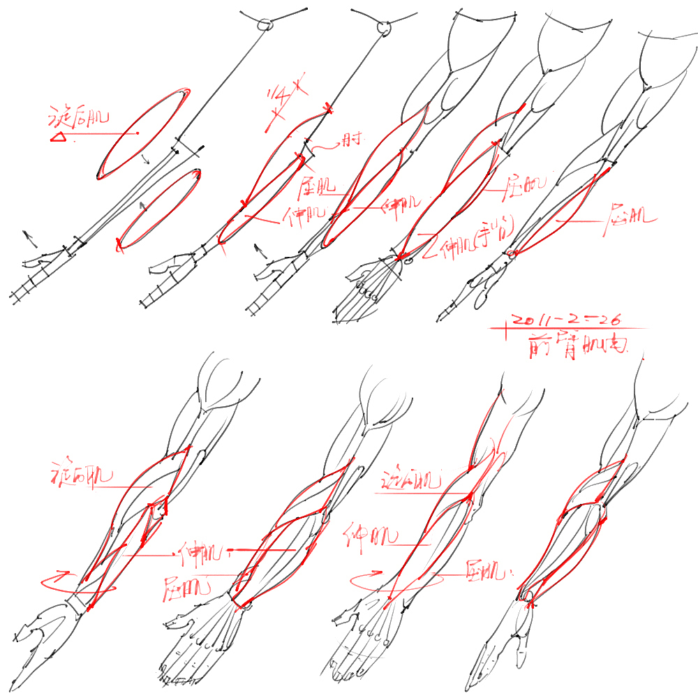 「素材」分享一波绘画专用人体解剖素材 part 06 