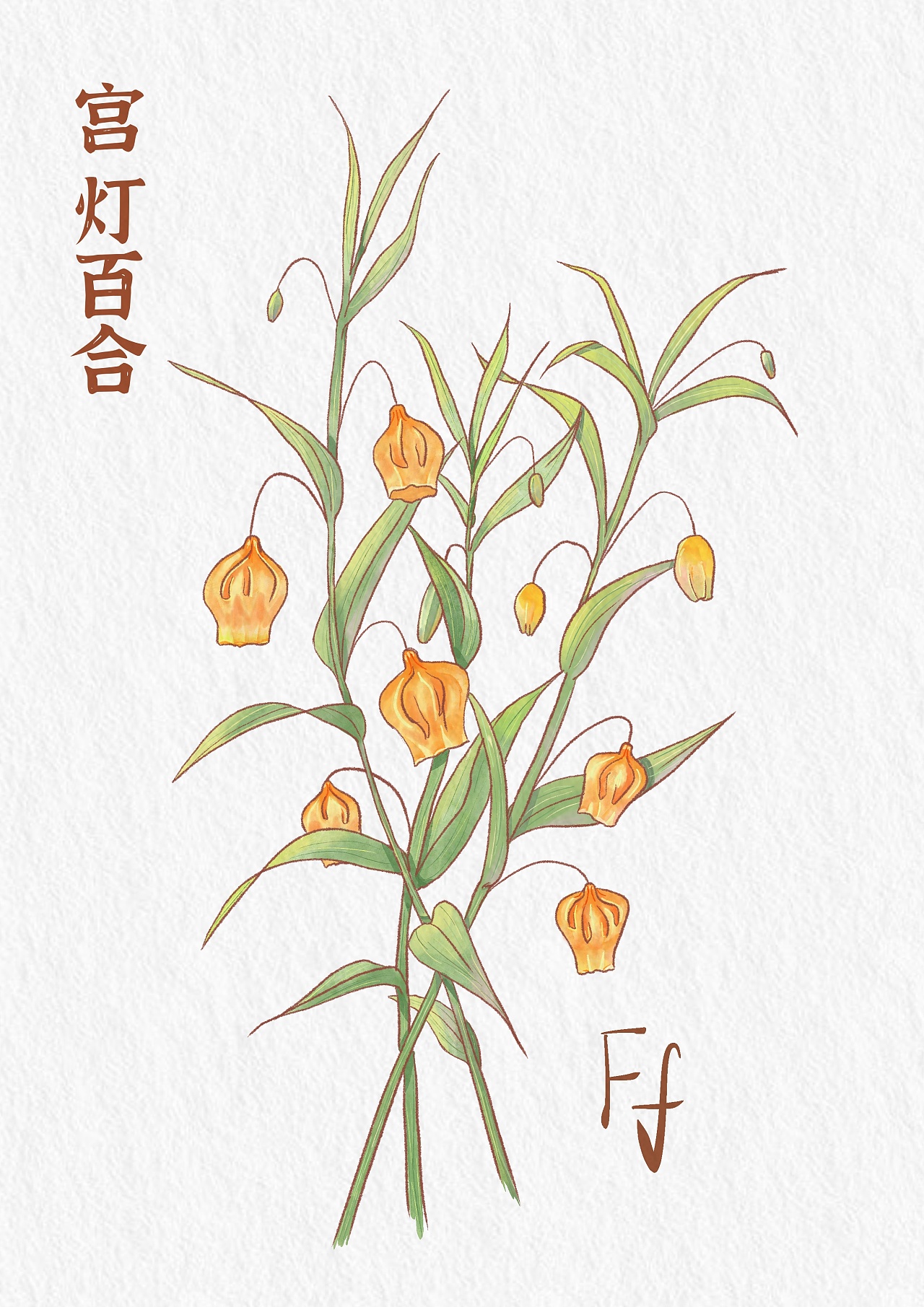 宫灯百合手绘|插画|创作习作|没樊恼 - 原创作品 - 站酷 (zcool)