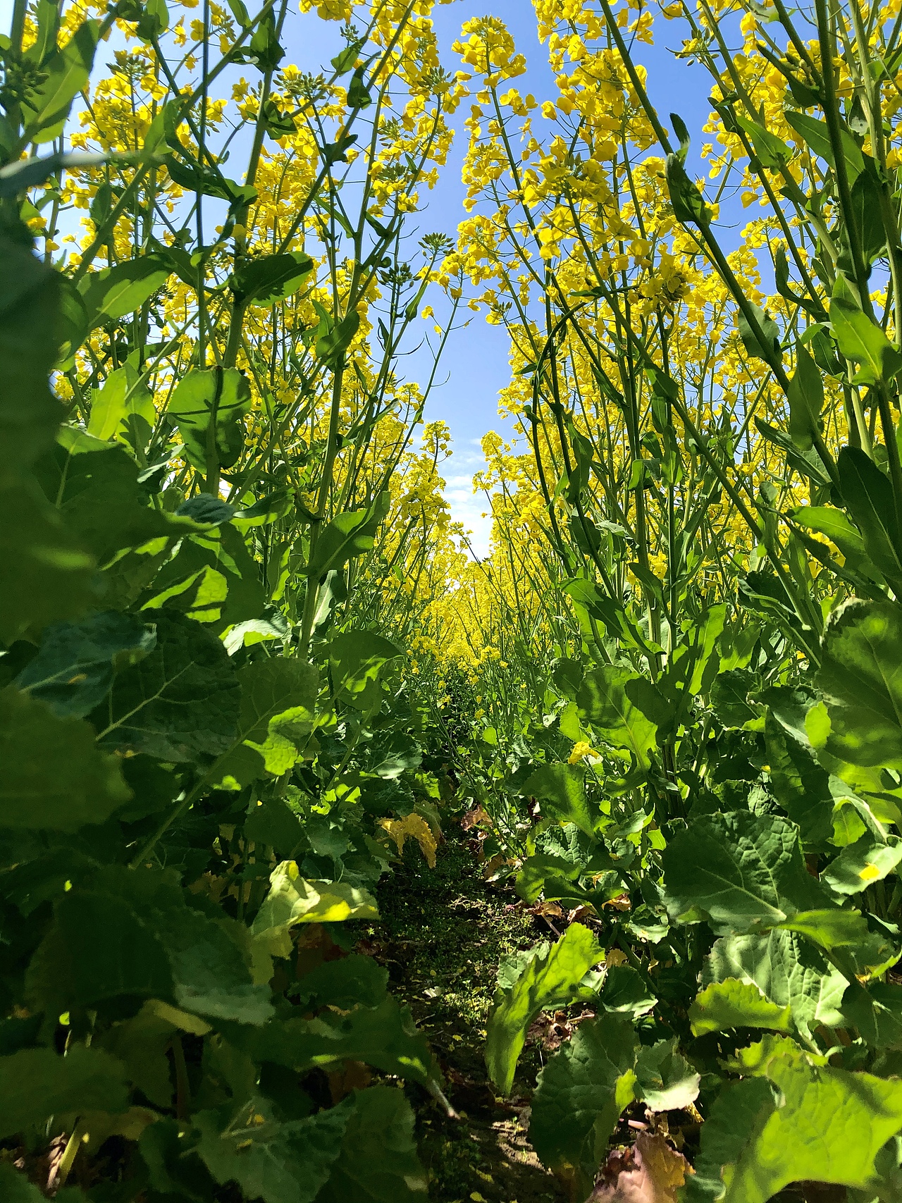 蓝天 白云 绿草 黄花