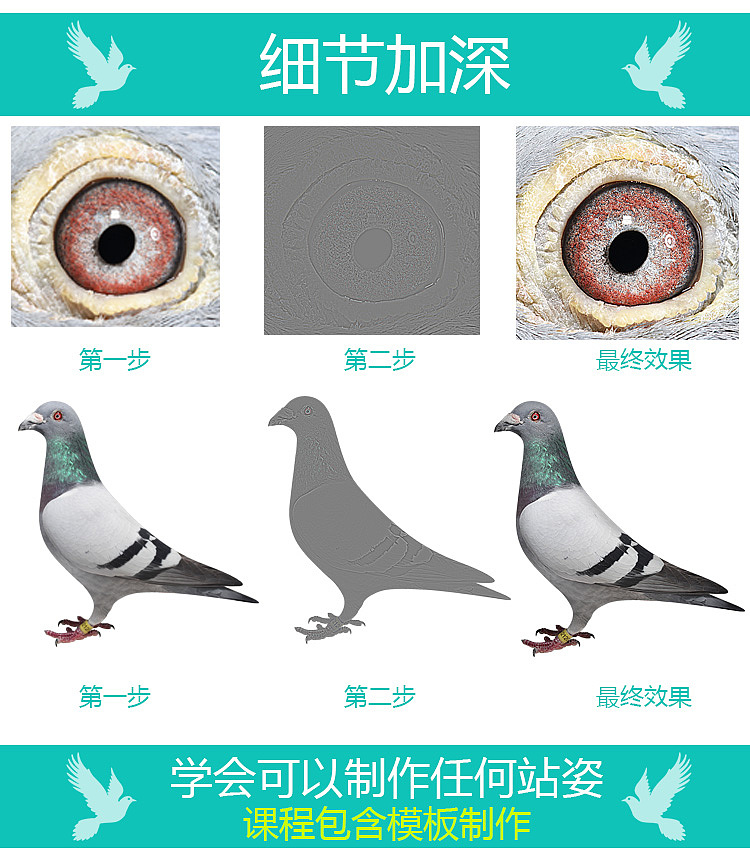 电脑软件制作鸽子照片教程鸽子图片制作PS赛鸽美图教程信鸽眼睛处理模板制作全套视频教程（图ZODAwODE5NjQ=） - 其他 - 站酷设计师潘小强原创素材 - 站酷ZCOOL
