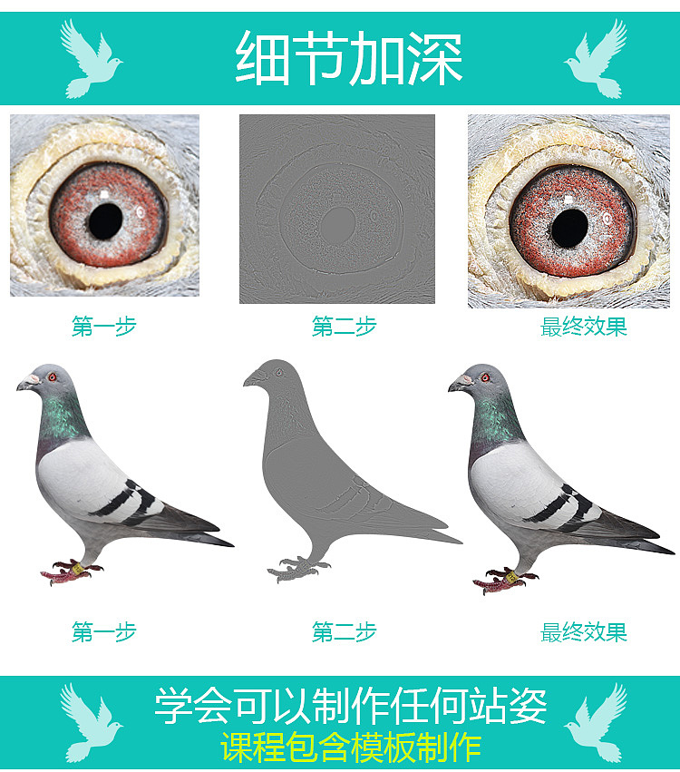 电脑软件制作鸽子照片教程鸽子图片制作PS赛