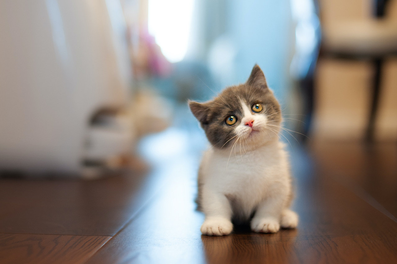 猫咪的家庭生活【均木纪实宠物摄影】