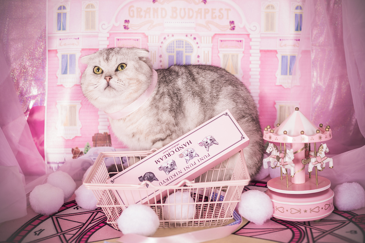 粉红年的回忆（图ZMTA4NjQ2NTAw） - 宠物摄影 - 站酷设计师懒惰的胡奇奇原创素材 - 站酷ZCOOL