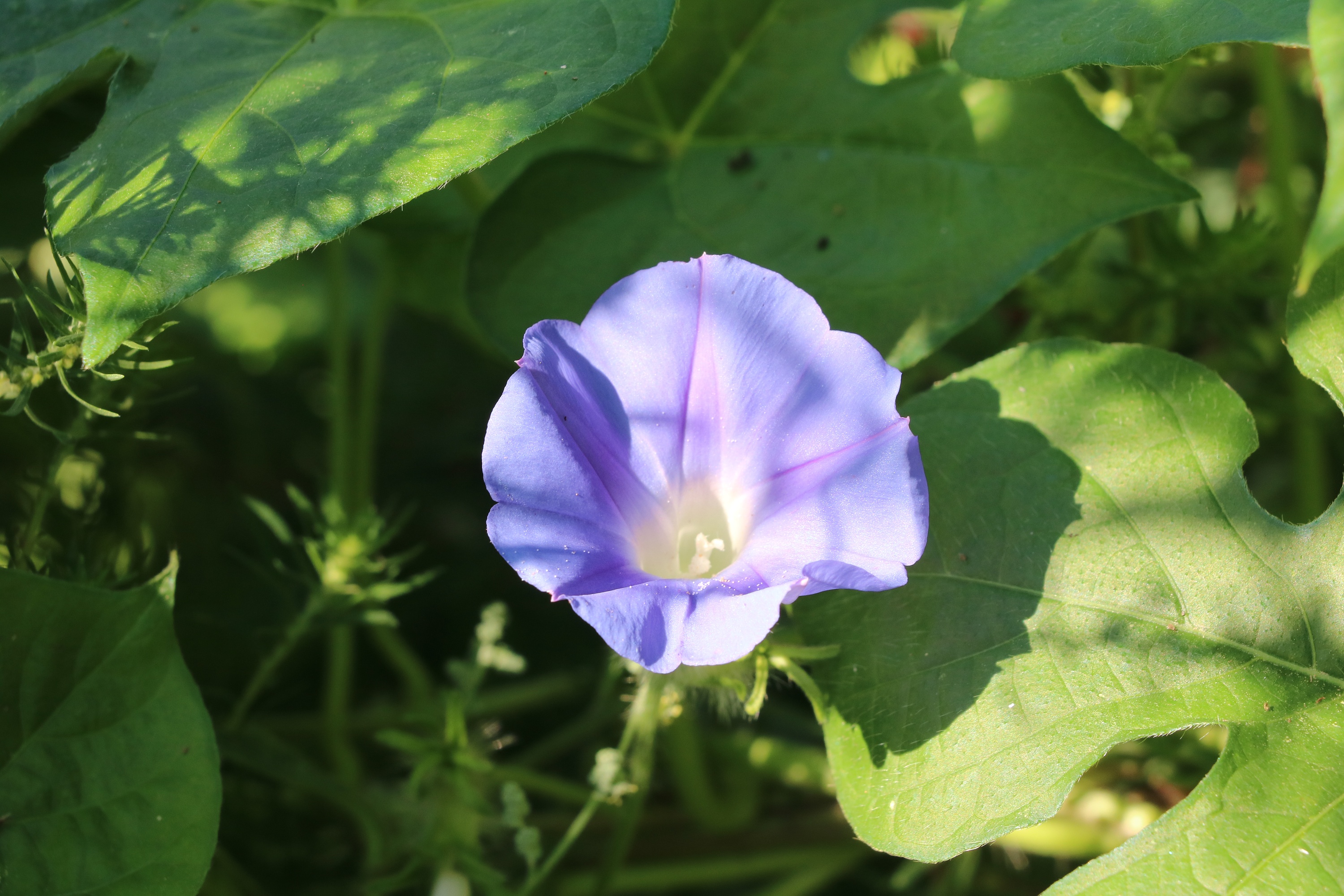 特写植物|摄影|静物|无血骷髅 - 原创作品 - 站酷 (zcool)