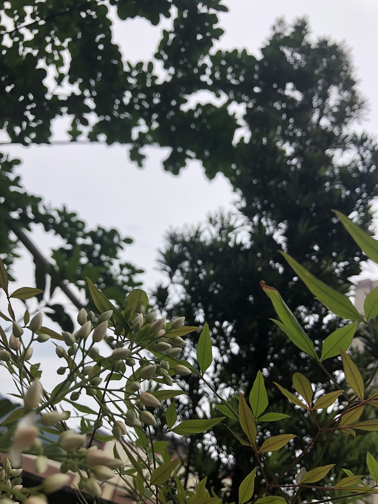 路边的家花（图ZMTU3Mjg4NTM2） - 风光摄影 - 站酷设计师宅之霖原创素材 - 站酷ZCOOL