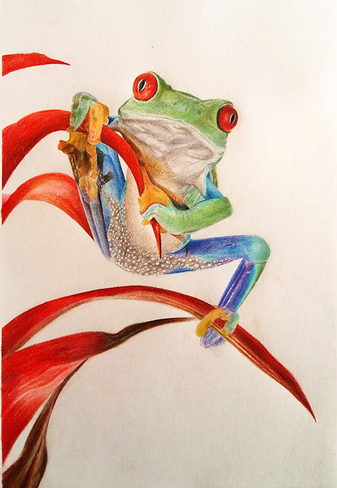 原创作品:彩铅青蛙