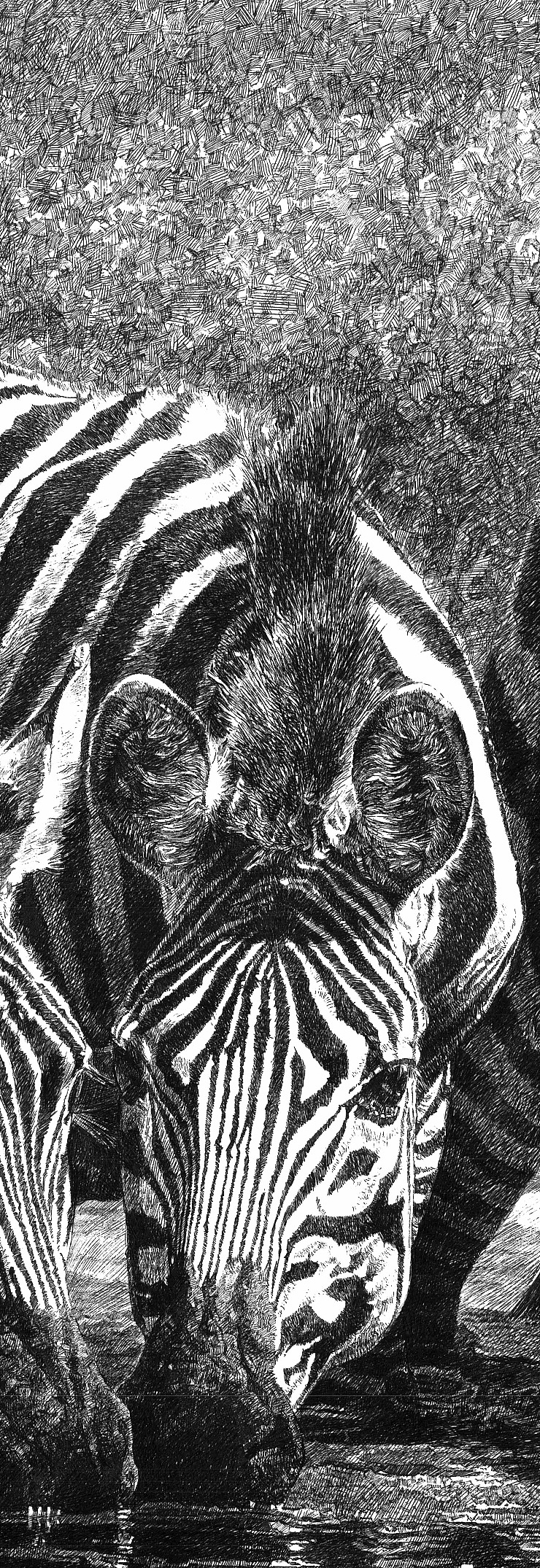 2022年新作—斑马