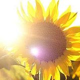 Sunniering的头像