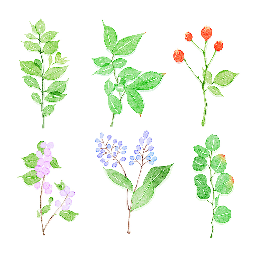 小清新水彩作品蔬菜水果花花草草（图ZMjc5NTU0NTk2） - 商业插画 - 站酷设计师小鱼儿水彩原创素材 - 站酷ZCOOL