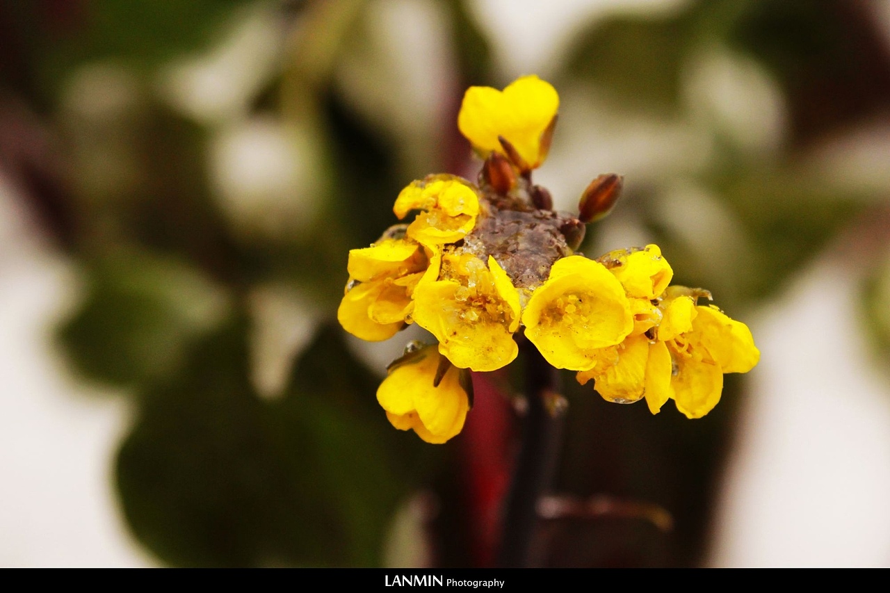 冰雪菜地（图ZNzk3NDUxMg==） - 风光摄影 - 站酷设计师lanmin原创素材 - 站酷ZCOOL