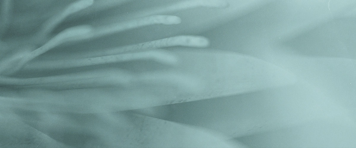 白柳的个人主页（封面预览） - 主页封面设置 - 站酷设计师白柳原创素材 - 站酷ZCOOL