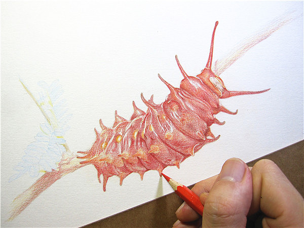 纸上彩铅--《凤蝶幼虫》过程随录（图ZMTM1NTcyOTI=） - 绘画 - 站酷设计师超超的青葱原创素材 - 站酷ZCOOL
