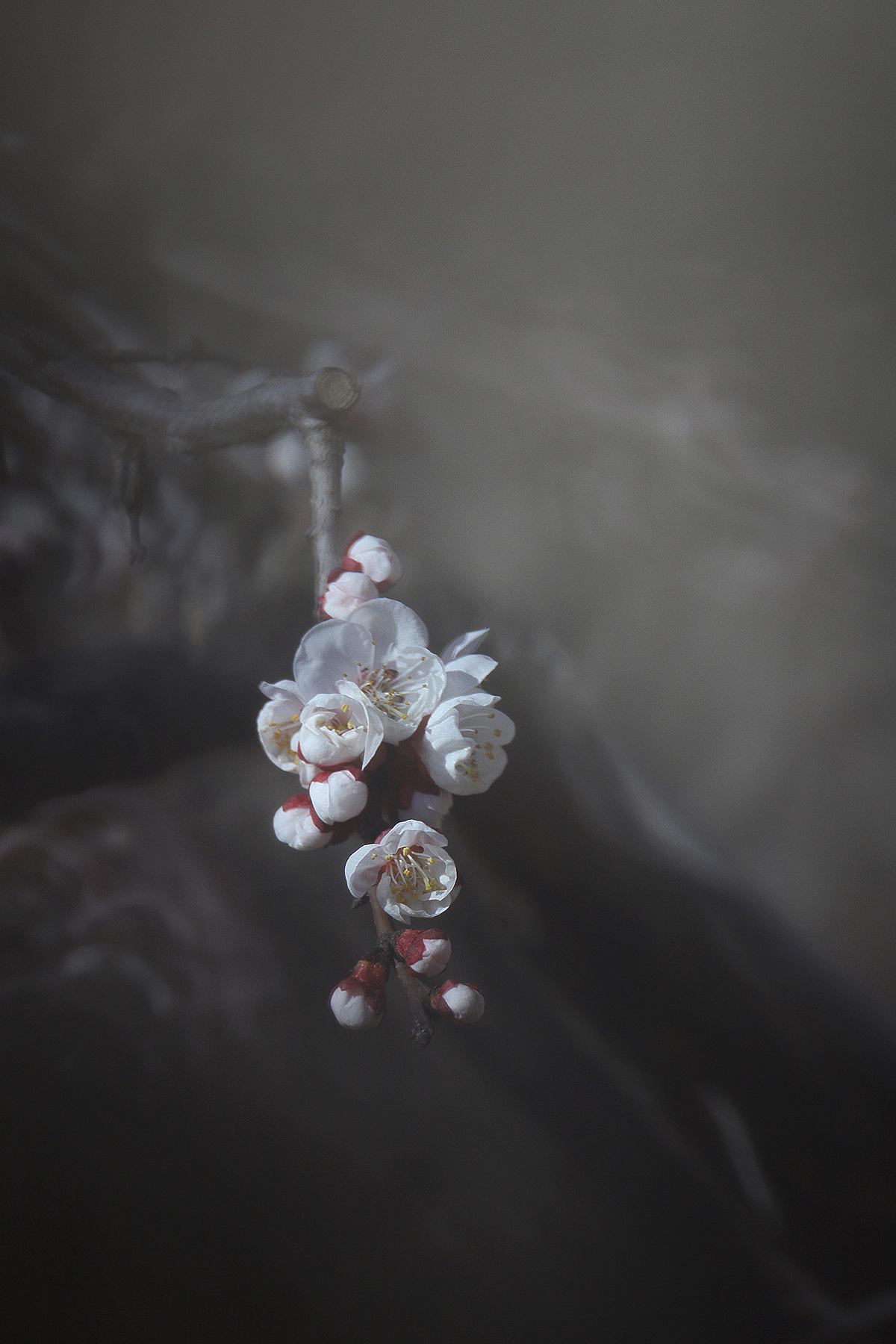 悄然而至的春天